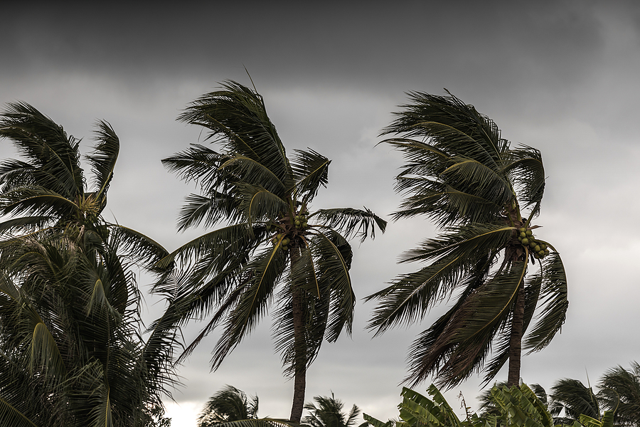 Palm%20trees%20in%20hurricane.jpg